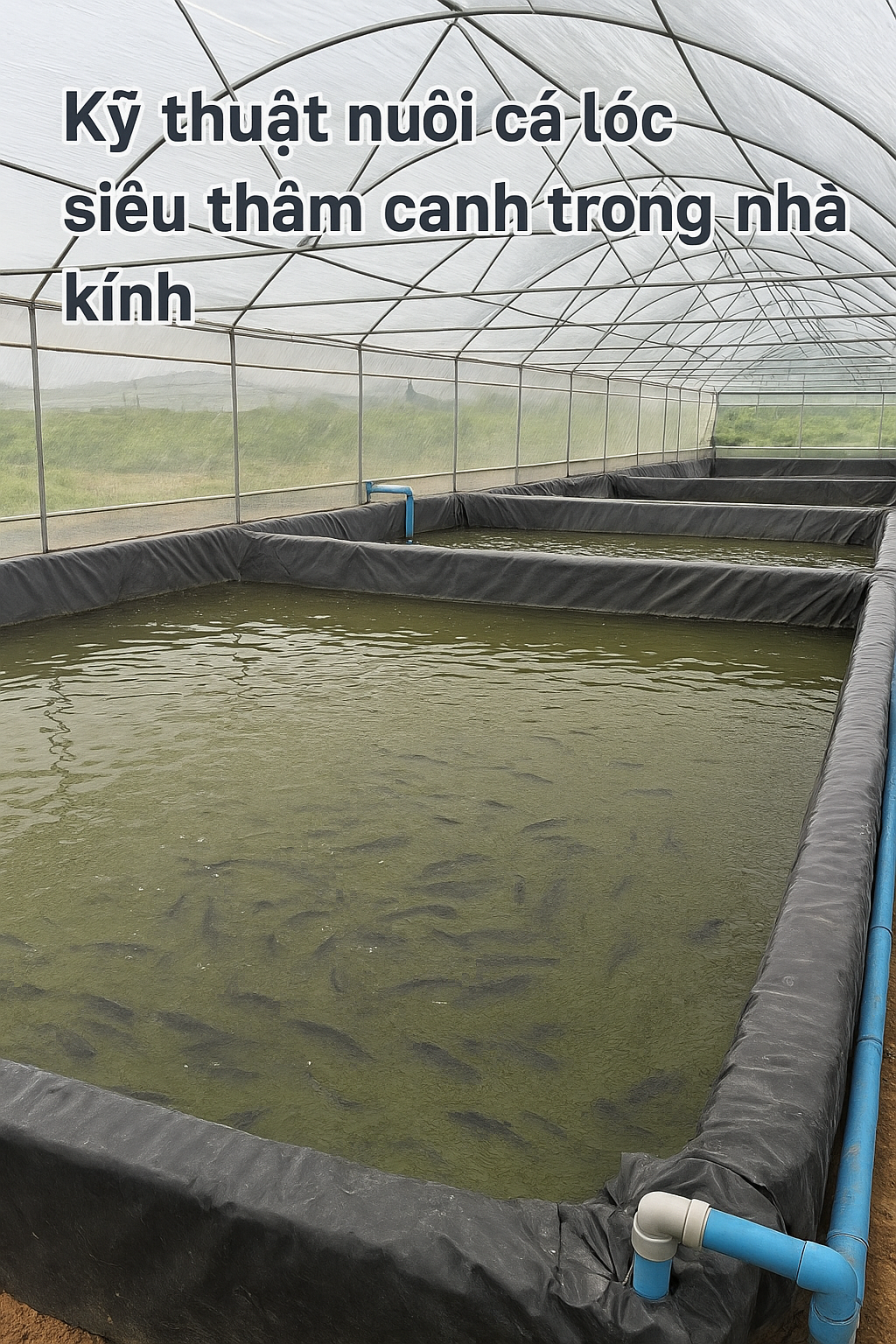 KỸ THUẬT NUÔI CÁ LÓC SIÊU THÂM CANH TRONG NHÀ KÍNH – MÔ HÌNH HIỆU QUẢ VƯỢT TRỘI
